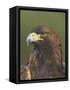 Golden Eagle (Aquila Chrysaetos) Adult Portrait, Cairngorms National Park, Scotland, UK-Pete Cairns-Framed Stretched Canvas