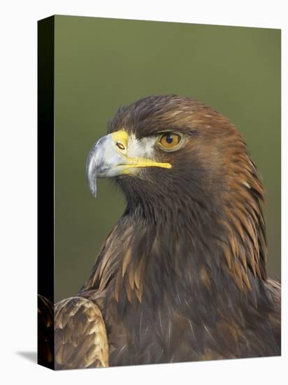 Golden Eagle (Aquila Chrysaetos) Adult Portrait, Cairngorms National Park, Scotland, UK-Pete Cairns-Stretched Canvas