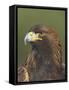 Golden Eagle (Aquila Chrysaetos) Adult Portrait, Cairngorms National Park, Scotland, UK-Pete Cairns-Framed Stretched Canvas