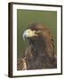 Golden Eagle (Aquila Chrysaetos) Adult Portrait, Cairngorms National Park, Scotland, UK-Pete Cairns-Framed Photographic Print