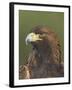 Golden Eagle (Aquila Chrysaetos) Adult Portrait, Cairngorms National Park, Scotland, UK-Pete Cairns-Framed Photographic Print