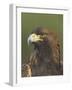 Golden Eagle (Aquila Chrysaetos) Adult Portrait, Cairngorms National Park, Scotland, UK-Pete Cairns-Framed Photographic Print