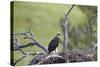 Golden Eagle (Aquila Chrysaetos) Chick About 50 Days Old-James-Stretched Canvas