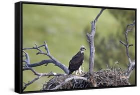 Golden Eagle (Aquila Chrysaetos) Chick About 50 Days Old-James-Framed Stretched Canvas