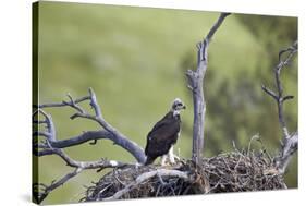 Golden Eagle (Aquila Chrysaetos) Chick About 50 Days Old-James-Stretched Canvas