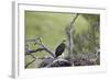 Golden Eagle (Aquila Chrysaetos) Chick About 50 Days Old-James-Framed Photographic Print