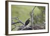 Golden Eagle (Aquila Chrysaetos) Chick About 50 Days Old-James-Framed Photographic Print