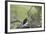 Golden Eagle (Aquila Chrysaetos) Chick About 50 Days Old-James-Framed Photographic Print