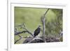 Golden Eagle (Aquila Chrysaetos) Chick About 50 Days Old-James-Framed Photographic Print