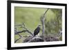 Golden Eagle (Aquila Chrysaetos) Chick About 50 Days Old-James-Framed Photographic Print