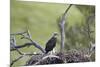 Golden Eagle (Aquila Chrysaetos) Chick About 50 Days Old-James-Mounted Photographic Print