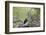 Golden Eagle (Aquila Chrysaetos) Chick About 50 Days Old-James-Framed Photographic Print