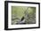 Golden Eagle (Aquila Chrysaetos) Chick About 50 Days Old-James-Framed Photographic Print