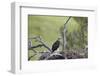 Golden Eagle (Aquila Chrysaetos) Chick About 50 Days Old-James-Framed Photographic Print