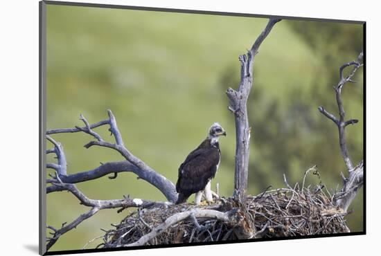 Golden Eagle (Aquila Chrysaetos) Chick About 50 Days Old-James-Mounted Photographic Print