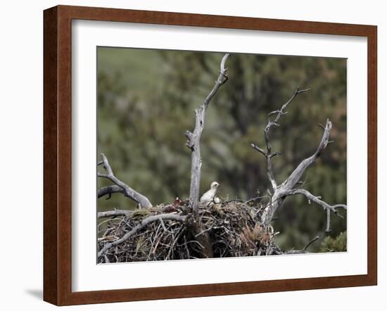 Golden Eagle (Aquila Chrysaetos) Chick Between 16 and 18 Days Old-James Hager-Framed Photographic Print