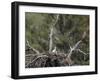 Golden Eagle (Aquila Chrysaetos) Chick Between 16 and 18 Days Old-James Hager-Framed Photographic Print