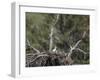 Golden Eagle (Aquila Chrysaetos) Chick Between 16 and 18 Days Old-James Hager-Framed Photographic Print