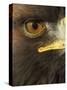 Golden Eagle (Aquila Chrysaetos) Close up of Eye, Cairngorms National Park, Scotland, UK-Pete Cairns-Stretched Canvas