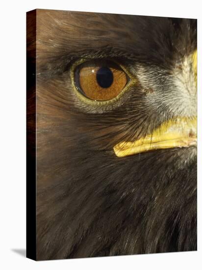 Golden Eagle (Aquila Chrysaetos) Close up of Eye, Cairngorms National Park, Scotland, UK-Pete Cairns-Stretched Canvas