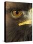 Golden Eagle (Aquila Chrysaetos) Close up of Eye, Cairngorms National Park, Scotland, UK-Pete Cairns-Stretched Canvas