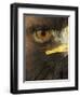 Golden Eagle (Aquila Chrysaetos) Close up of Eye, Cairngorms National Park, Scotland, UK-Pete Cairns-Framed Premium Photographic Print