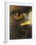 Golden Eagle (Aquila Chrysaetos) Close up of Eye, Cairngorms National Park, Scotland, UK-Pete Cairns-Framed Photographic Print