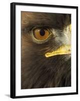 Golden Eagle (Aquila Chrysaetos) Close up of Eye, Cairngorms National Park, Scotland, UK-Pete Cairns-Framed Photographic Print