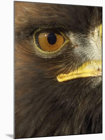 Golden Eagle (Aquila Chrysaetos) Close up of Eye, Cairngorms National Park, Scotland, UK-Pete Cairns-Mounted Photographic Print