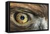 Golden eagle (aquila chrysaetos) close-up of eye, scotland, captive-Malcolm Schuyl-Framed Stretched Canvas