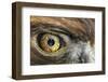 Golden eagle (aquila chrysaetos) close-up of eye, scotland, captive-Malcolm Schuyl-Framed Photographic Print