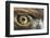 Golden eagle (aquila chrysaetos) close-up of eye, scotland, captive-Malcolm Schuyl-Framed Photographic Print