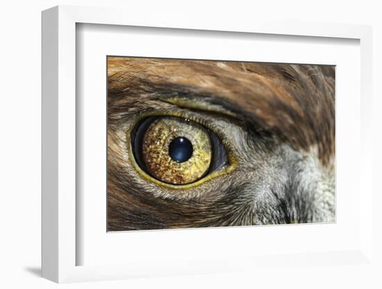 Golden eagle (aquila chrysaetos) close-up of eye, scotland, captive-Malcolm Schuyl-Framed Photographic Print