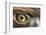 Golden eagle (aquila chrysaetos) close-up of eye, scotland, captive-Malcolm Schuyl-Framed Photographic Print