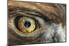 Golden eagle (aquila chrysaetos) close-up of eye, scotland, captive-Malcolm Schuyl-Mounted Photographic Print