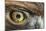 Golden eagle (aquila chrysaetos) close-up of eye, scotland, captive-Malcolm Schuyl-Mounted Photographic Print