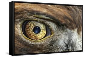 Golden eagle (aquila chrysaetos) close-up of eye, scotland, captive-Malcolm Schuyl-Framed Stretched Canvas