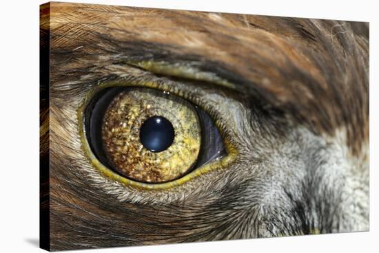 Golden eagle (aquila chrysaetos) close-up of eye, scotland, captive-Malcolm Schuyl-Stretched Canvas