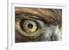 Golden eagle (aquila chrysaetos) close-up of eye, scotland, captive-Malcolm Schuyl-Framed Photographic Print