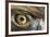 Golden eagle (aquila chrysaetos) close-up of eye, scotland, captive-Malcolm Schuyl-Framed Photographic Print