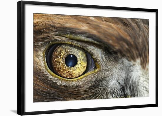 Golden eagle (aquila chrysaetos) close-up of eye, scotland, captive-Malcolm Schuyl-Framed Photographic Print