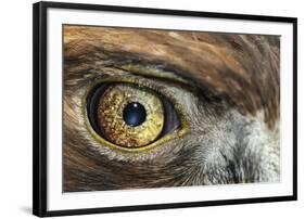 Golden eagle (aquila chrysaetos) close-up of eye, scotland, captive-Malcolm Schuyl-Framed Photographic Print