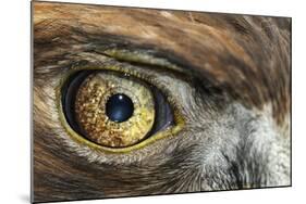Golden eagle (aquila chrysaetos) close-up of eye, scotland, captive-Malcolm Schuyl-Mounted Photographic Print