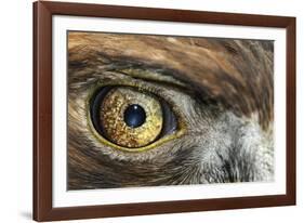 Golden eagle (aquila chrysaetos) close-up of eye, scotland, captive-Malcolm Schuyl-Framed Photographic Print