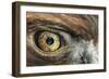 Golden eagle (aquila chrysaetos) close-up of eye, scotland, captive-Malcolm Schuyl-Framed Photographic Print