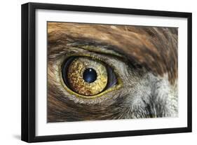 Golden eagle (aquila chrysaetos) close-up of eye, scotland, captive-Malcolm Schuyl-Framed Photographic Print