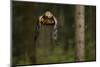 Golden Eagle (Aquila Chrysaetos) Flying Through Forest, Czech Republic, November. Captive-Ben Hall-Mounted Photographic Print