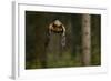 Golden Eagle (Aquila Chrysaetos) Flying Through Forest, Czech Republic, November. Captive-Ben Hall-Framed Photographic Print