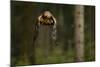 Golden Eagle (Aquila Chrysaetos) Flying Through Forest, Czech Republic, November. Captive-Ben Hall-Mounted Photographic Print