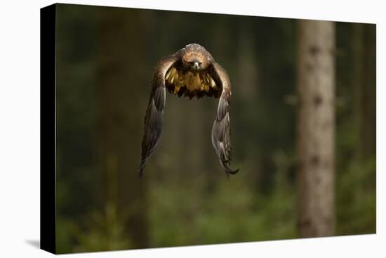 Golden Eagle (Aquila Chrysaetos) Flying Through Forest, Czech Republic, November. Captive-Ben Hall-Stretched Canvas
